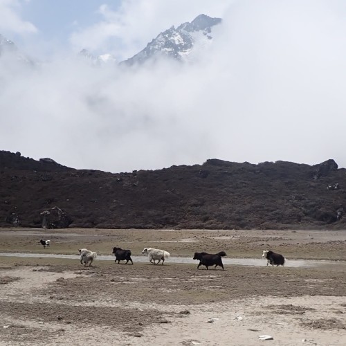 himalaya animal