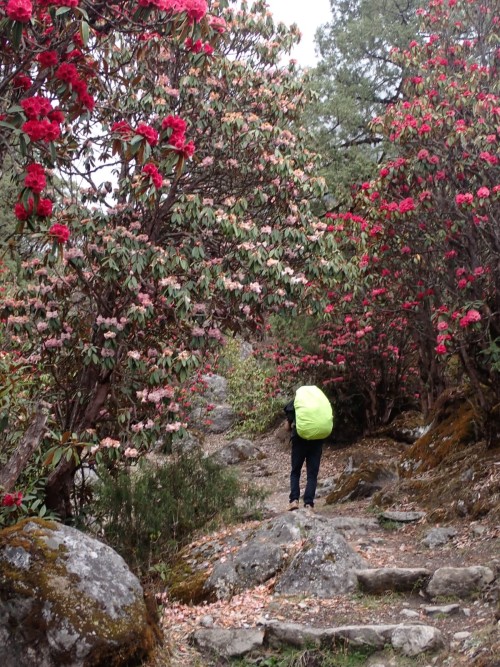 rhododendron flower