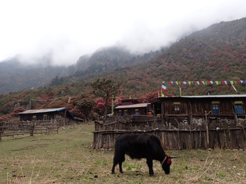kanchenjunga