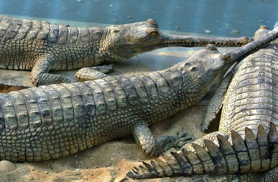 Bardia National Park