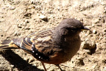 Birds in Nepal