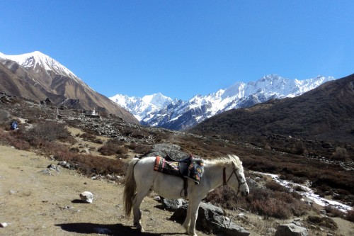 horse in mountain
