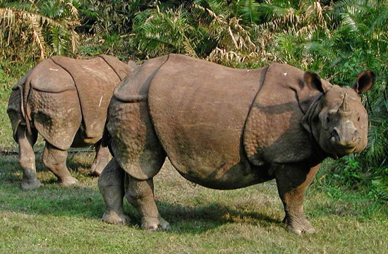 Koshi Tappu Wildlife Reserve