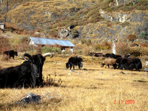 Yak in himal