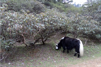 yak mountain