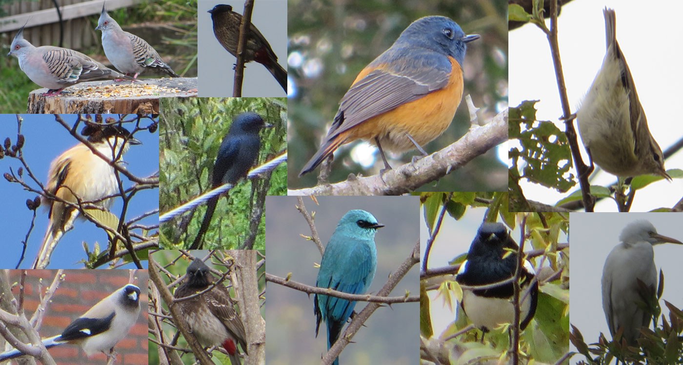 Bird Watching in Kathmandu Tour