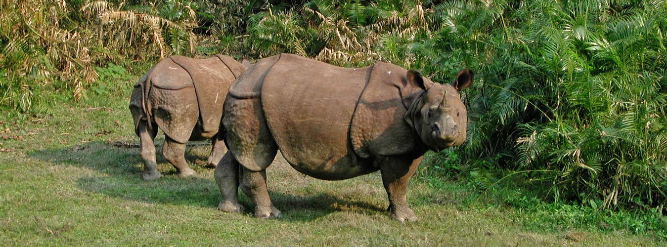 Koshi Tappu Wildlife Reserve